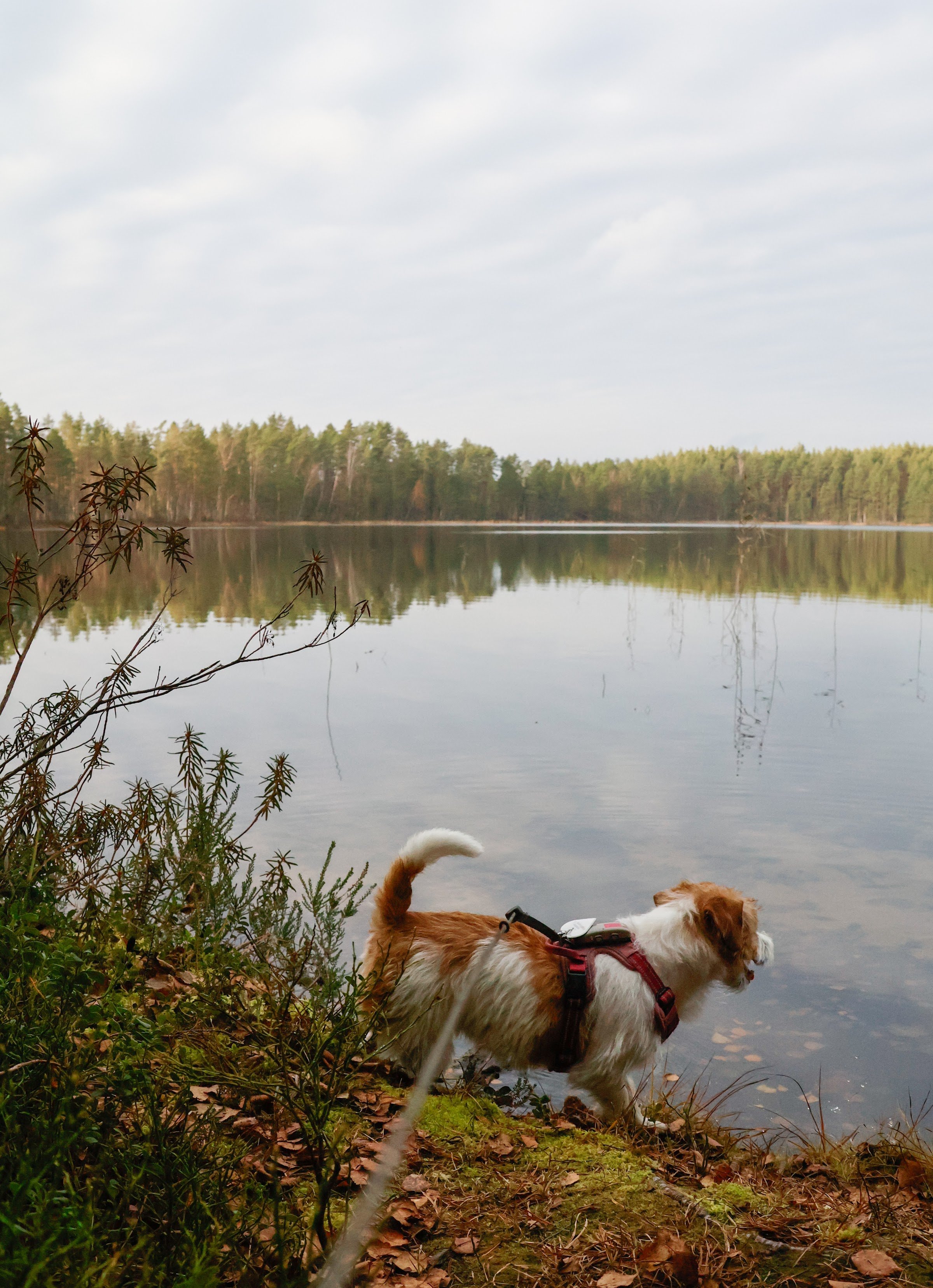 Heisanharju Ridge (Heisanharjun luonnonsuojelualue)